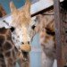 Giraffe 060310_2